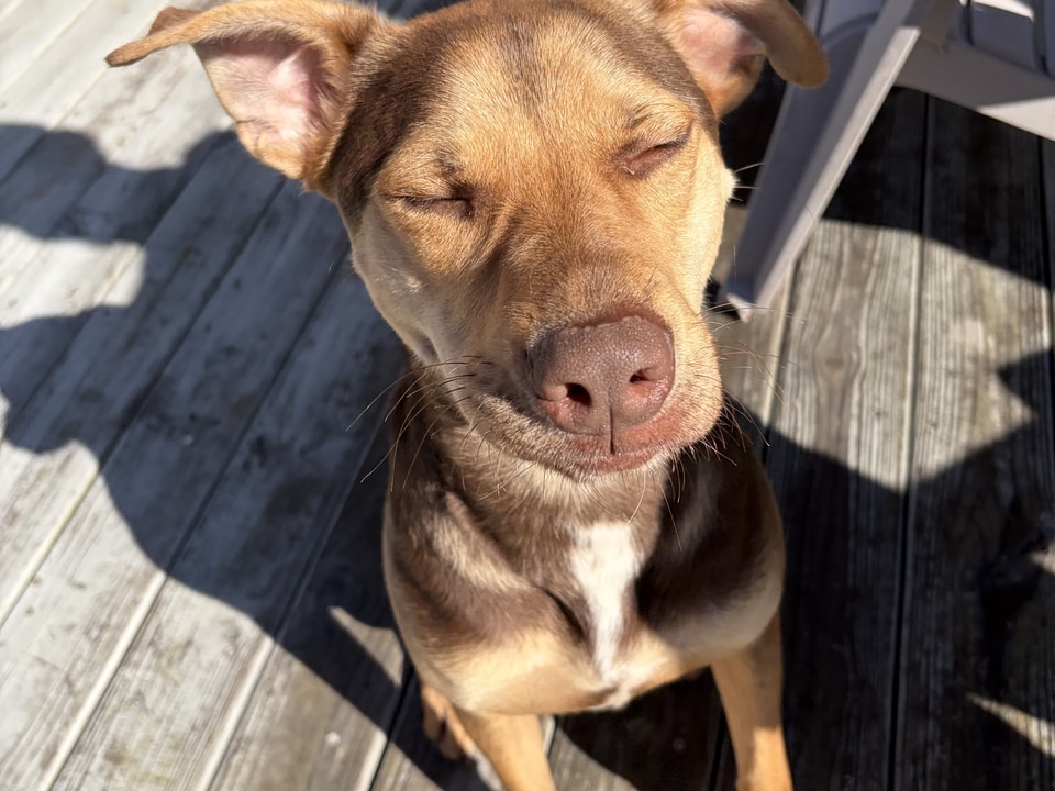 Bo